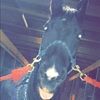 opalka_shelby